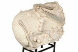 Fossil Oreodont Skull With Associated Bones #192542-10